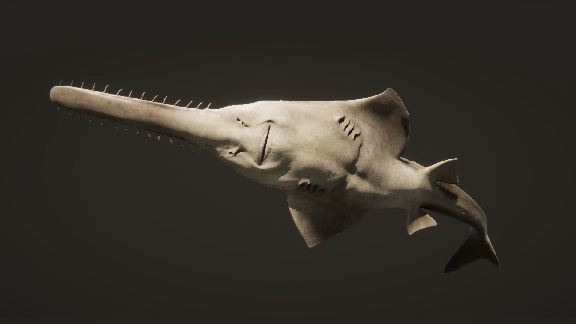 Sawfish shark with long tail Low-poly 3D model_10