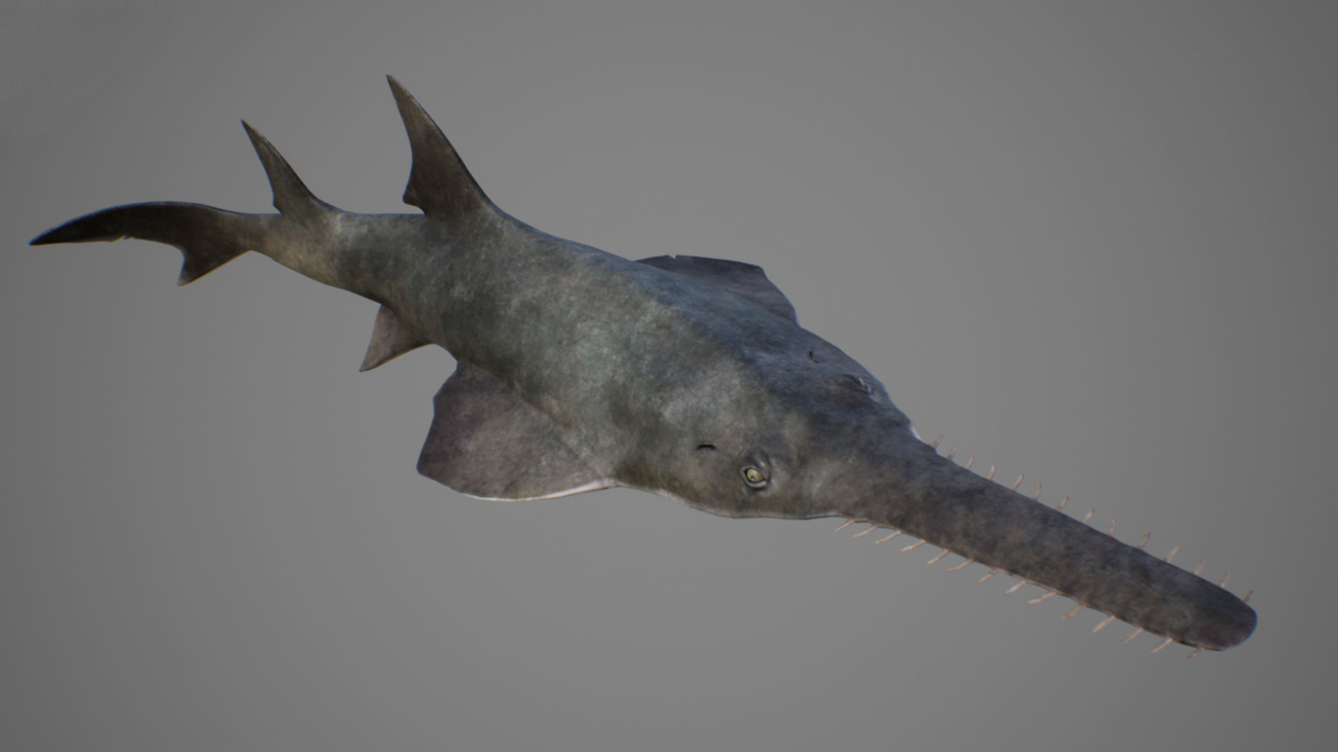 Sawfish shark with long tail Low-poly 3D model_6