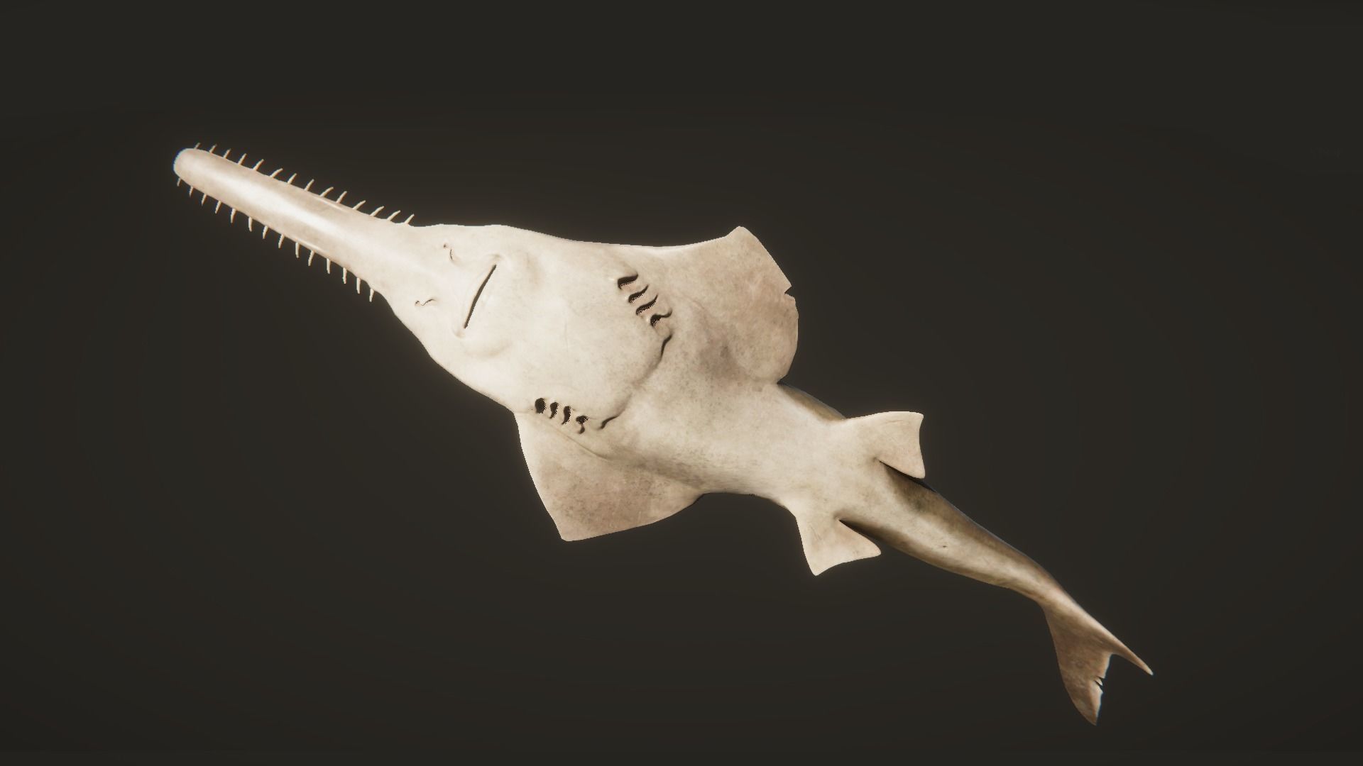 Sawfish shark with long tail Low-poly 3D model_11