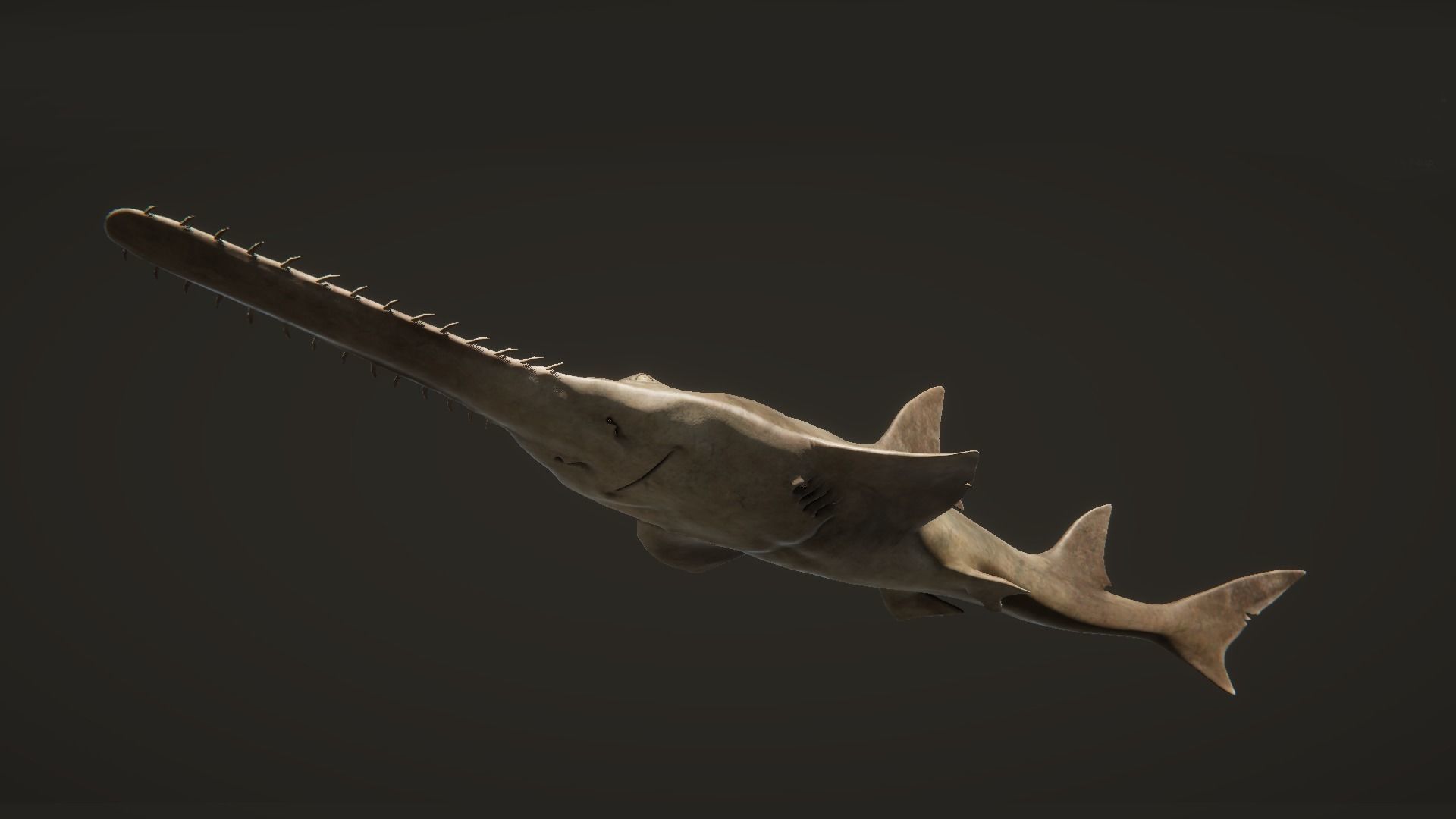 Sawfish shark with long tail Low-poly 3D model_9