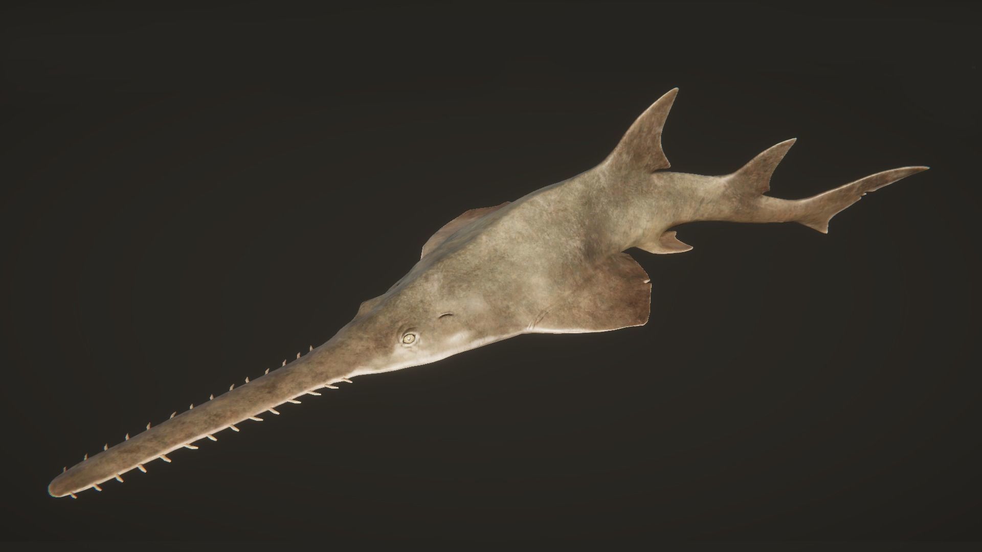 Sawfish shark with long tail Low-poly 3D model_7