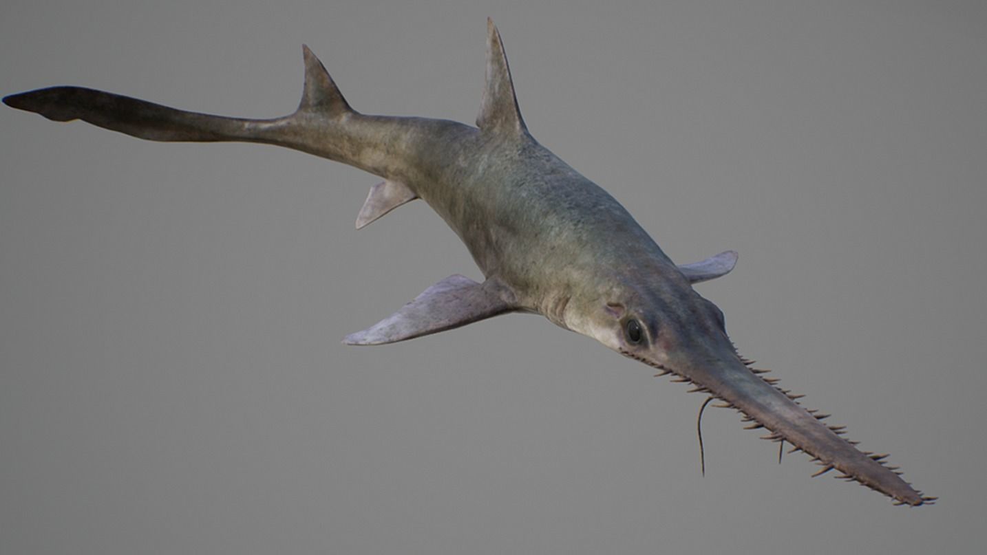 Saw Shark Low-poly 3D model_2