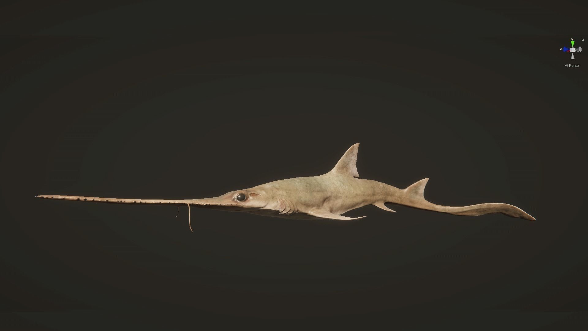 Saw Shark Low-poly 3D model_19