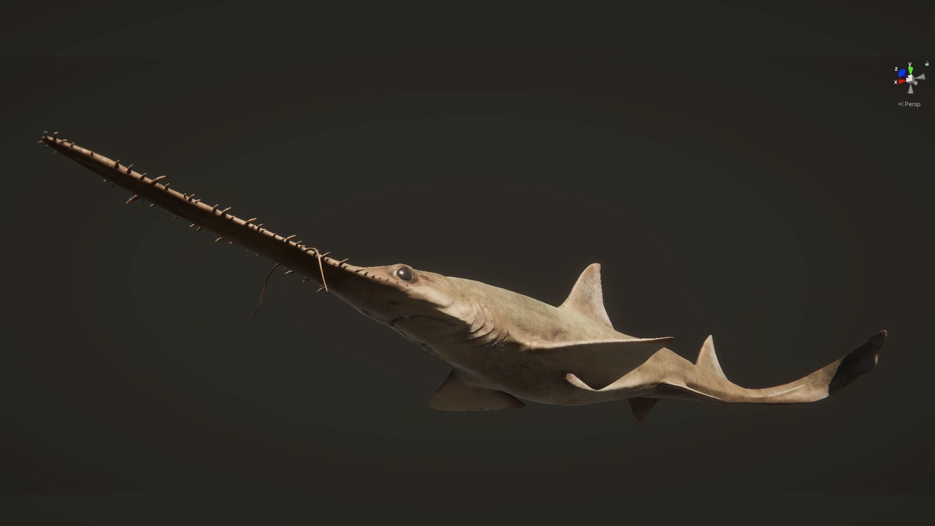 Saw Shark Low-poly 3D model_13