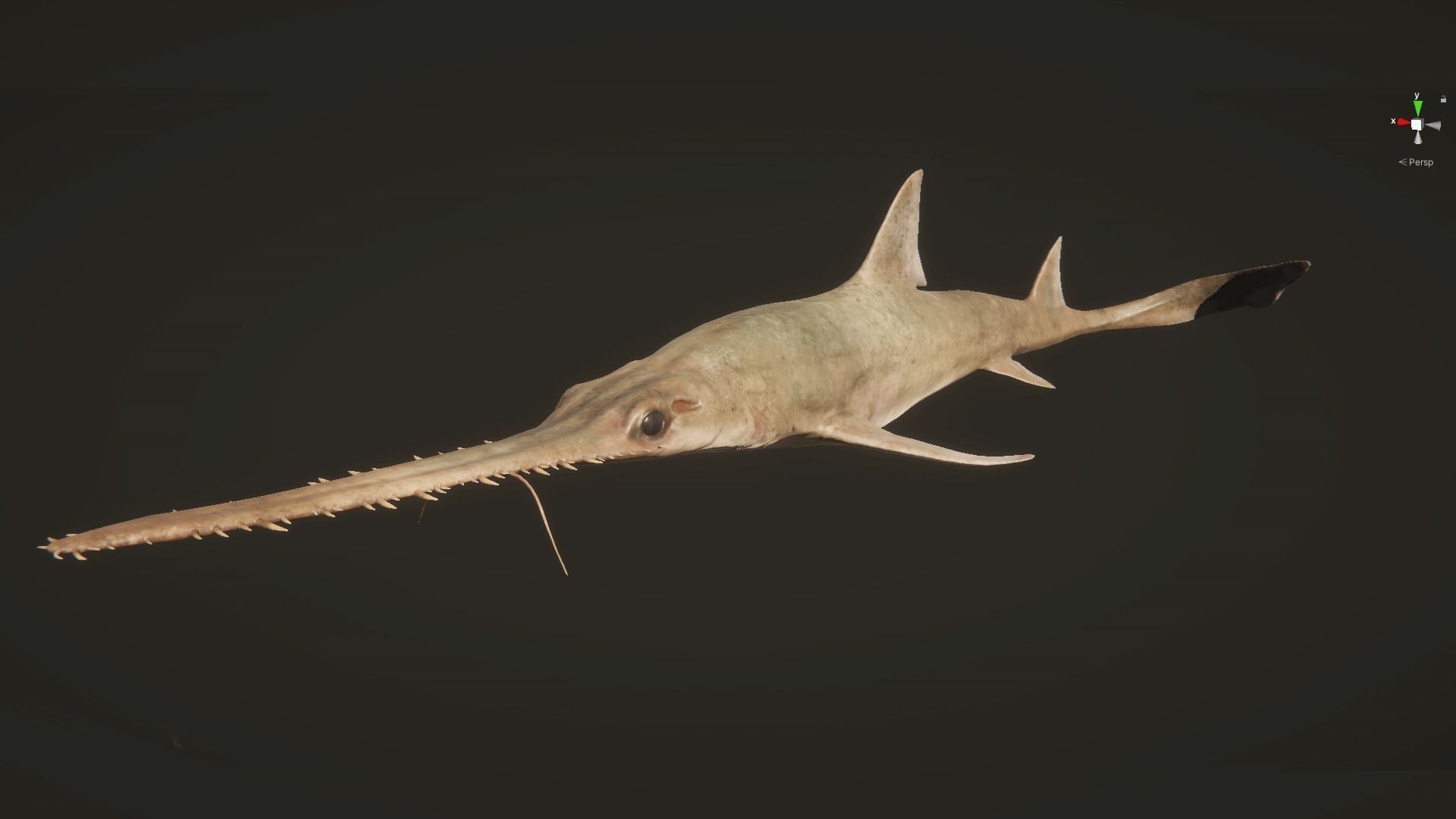 Saw Shark Low-poly 3D model_14