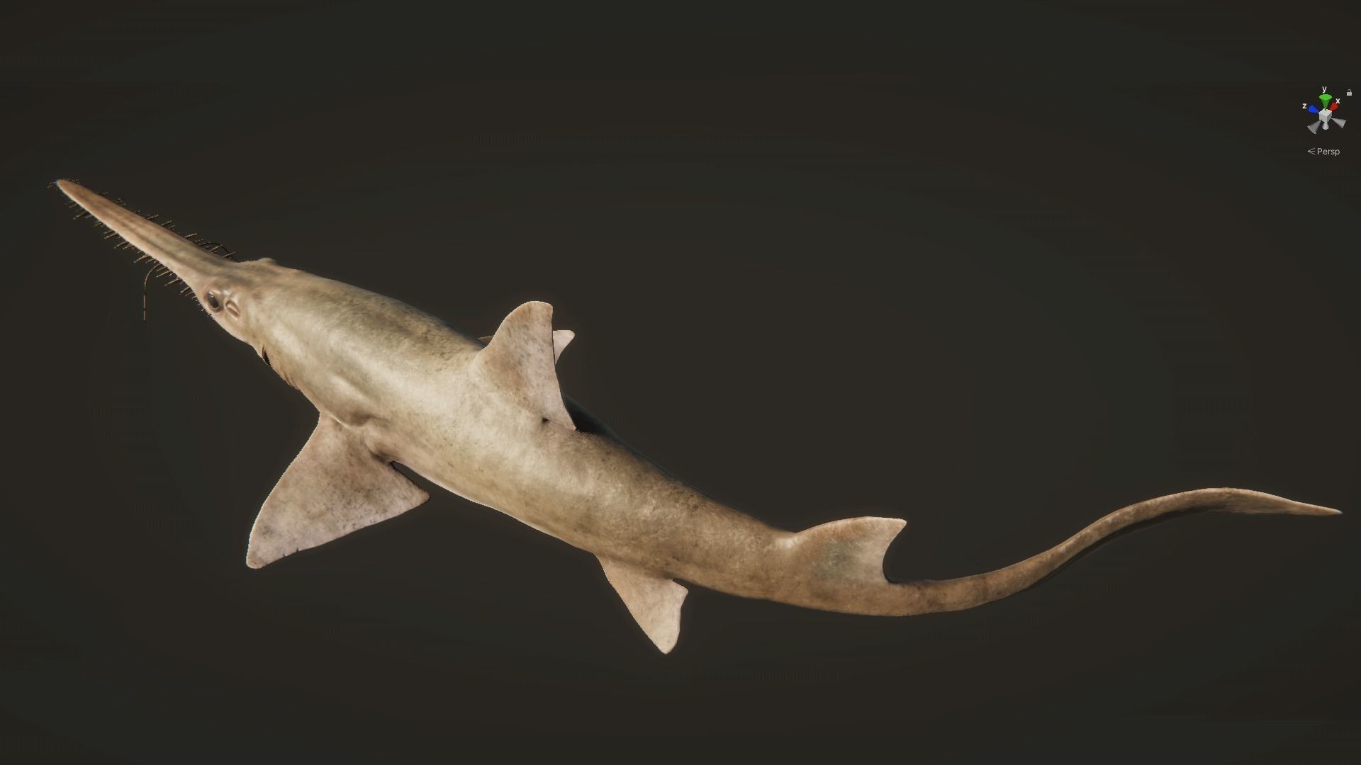Saw Shark Low-poly 3D model_12