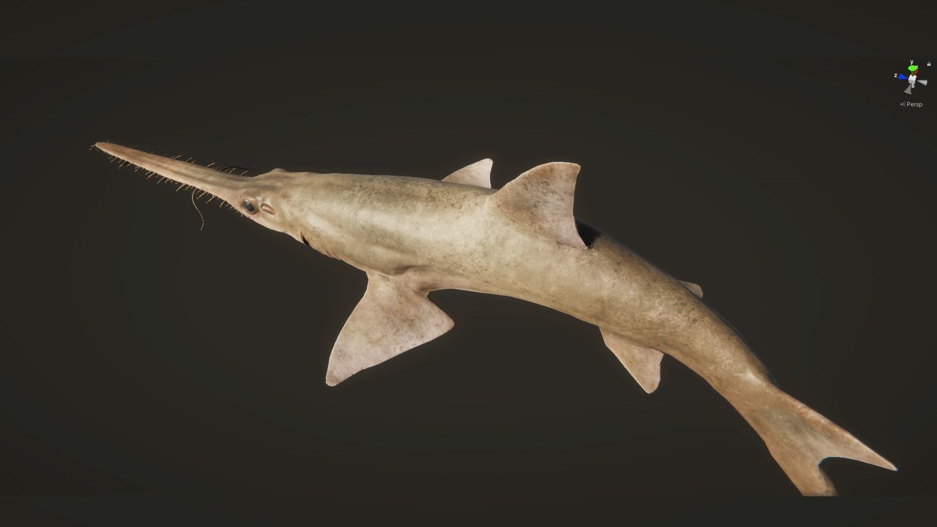 Saw Shark Low-poly 3D model_18