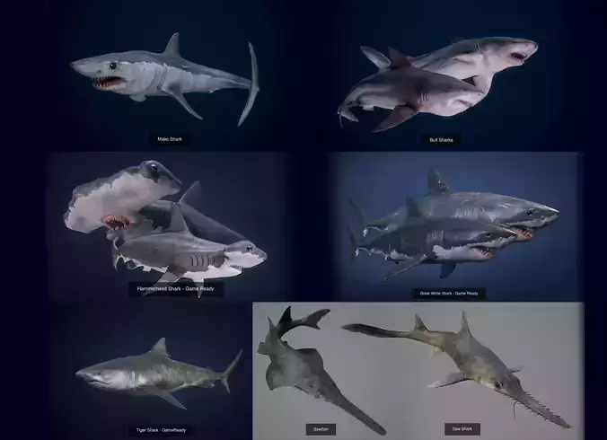 Underwater Life -  Sharks 3D Model Collection