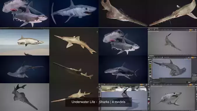 Underwater Life -  Sharks