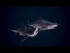 Underwater Life -  Sharks 3D Model Collection_1