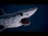 Underwater Life -  Sharks 3D Model Collection_2