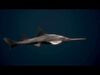 Underwater Life -  Sharks 3D Model Collection_3