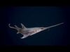Underwater Life -  Sharks 3D Model Collection_4