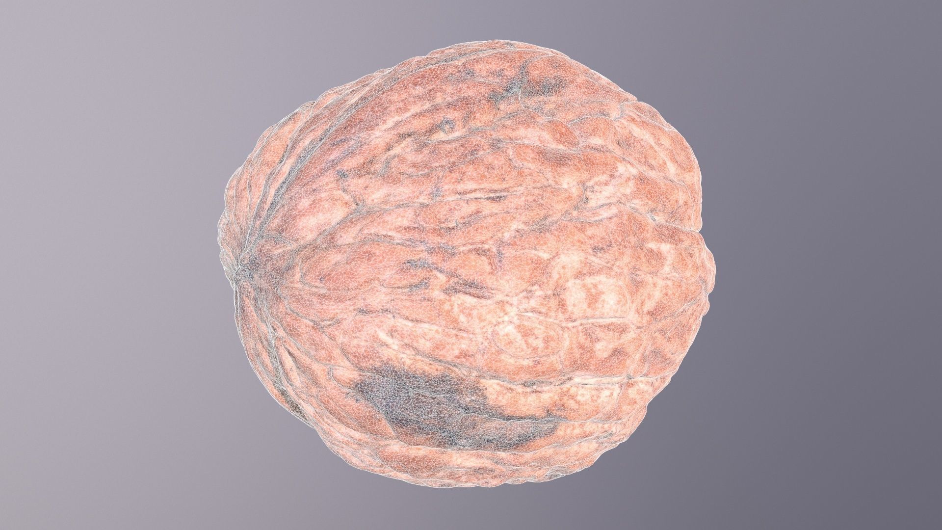 Walnut fruit 05 high-poly 3D model_21