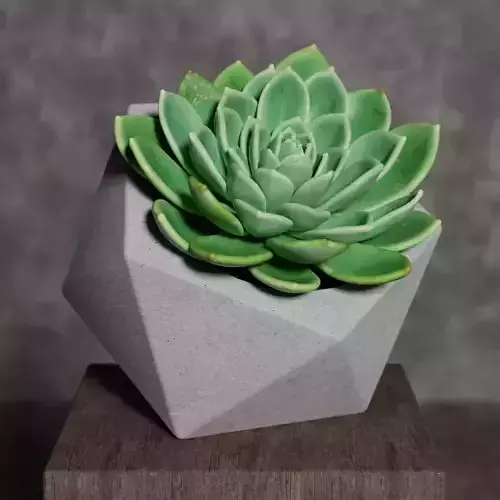 Succulent Plant Concrete Pot