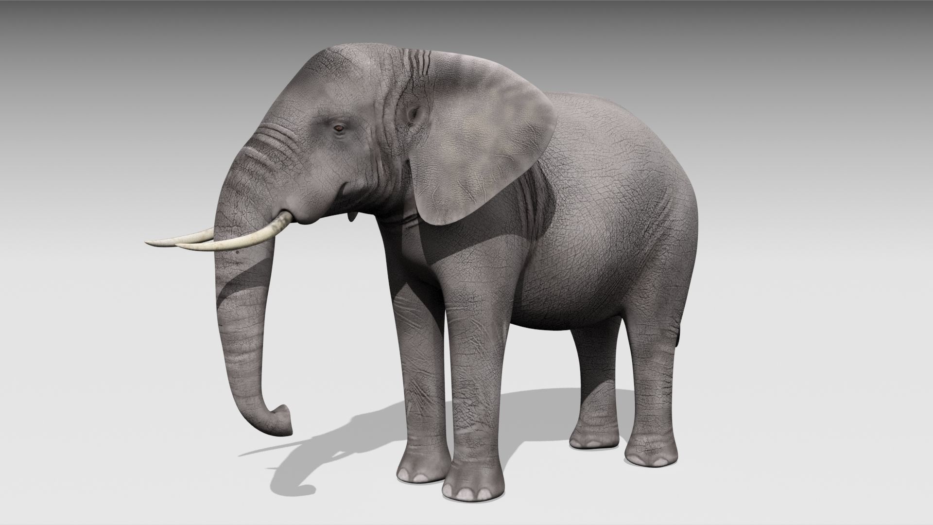 African elephant Low-poly 3D model_2