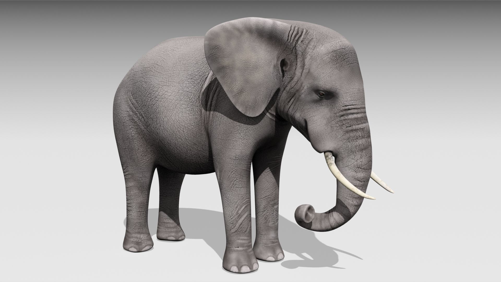 African elephant Low-poly 3D model_5