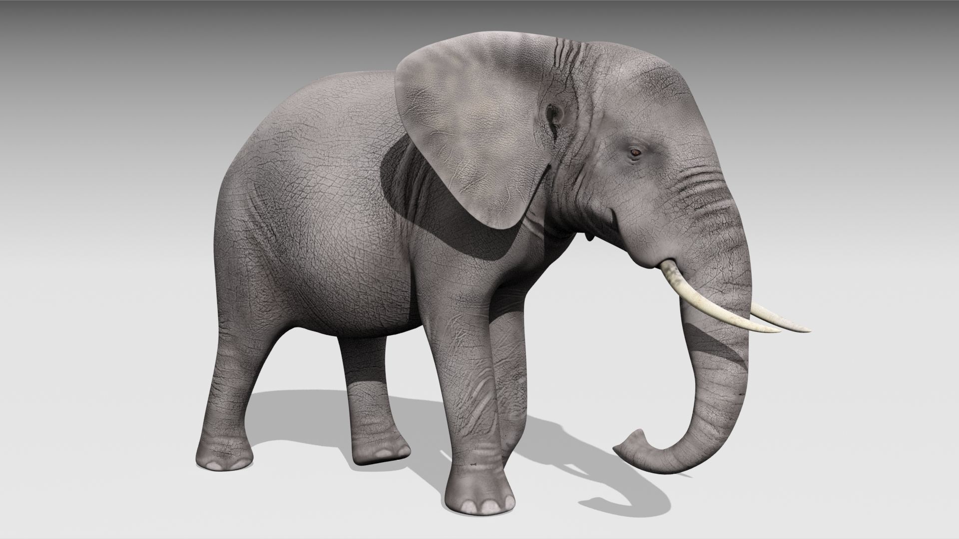 African elephant Low-poly 3D model_3