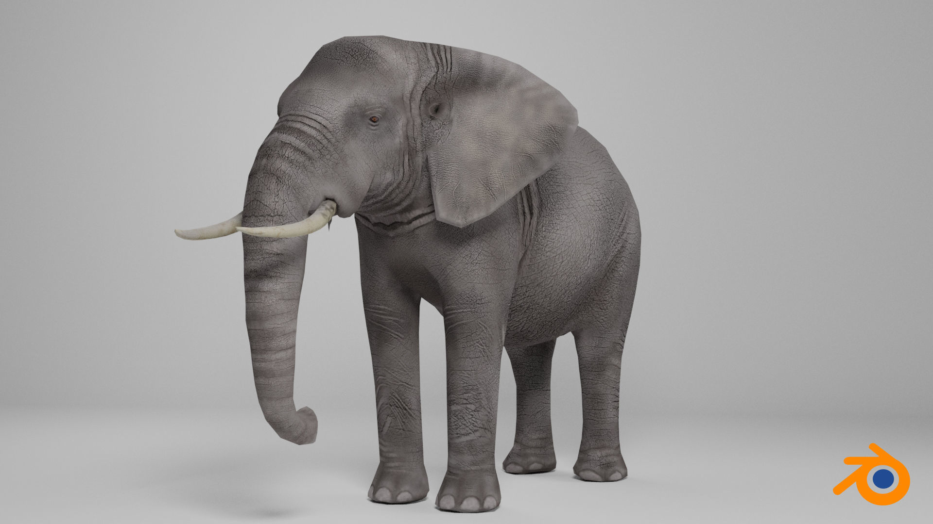 African elephant Low-poly 3D model_11
