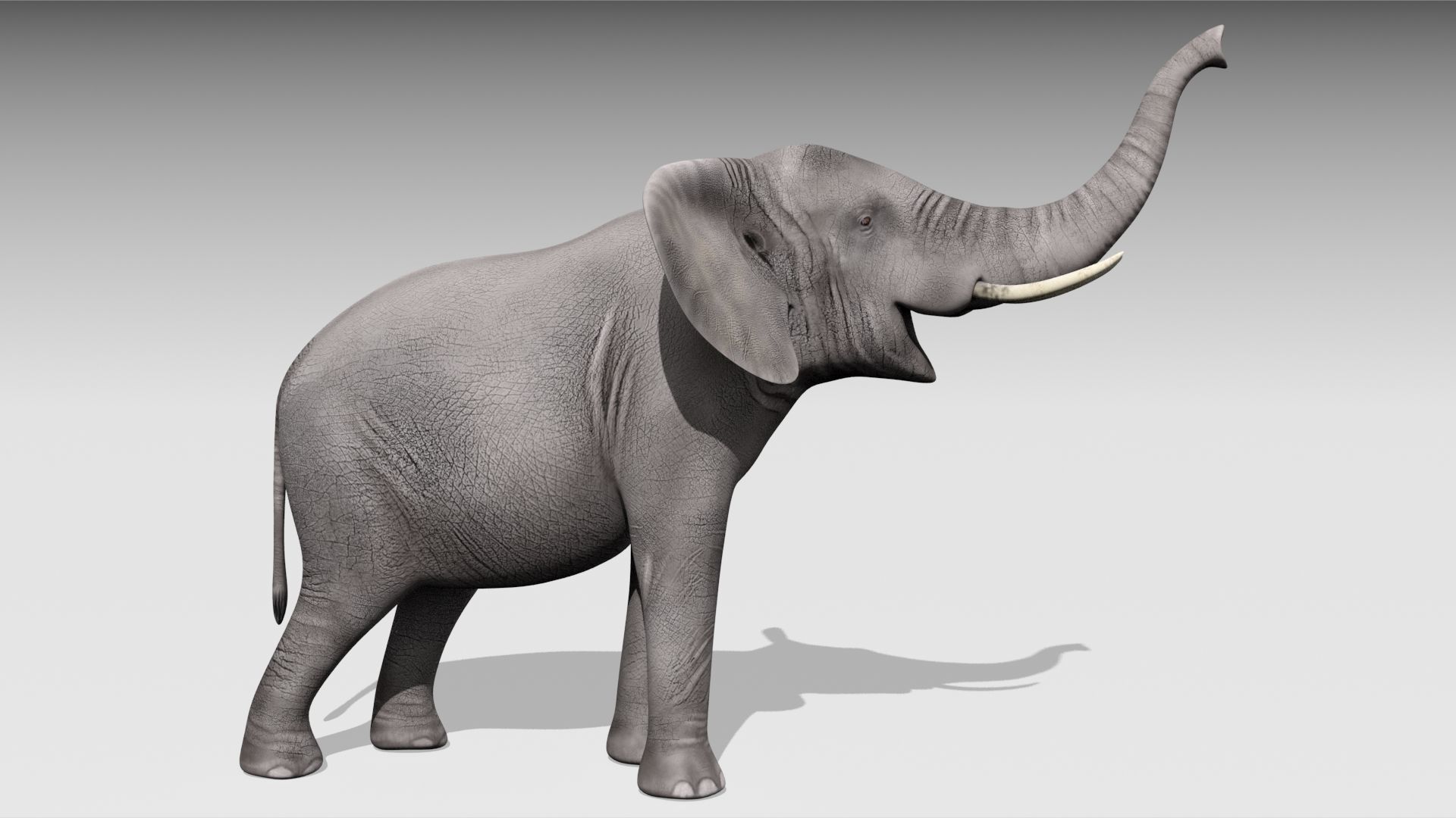 African elephant Low-poly 3D model_10