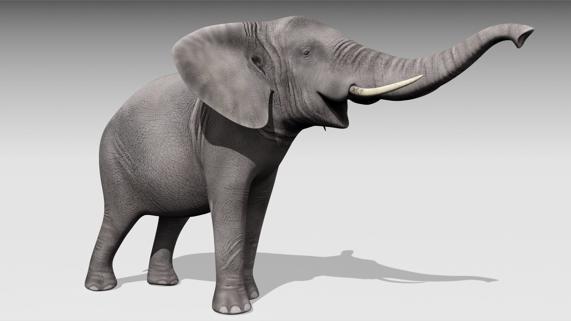 African elephant Low-poly 3D model_9