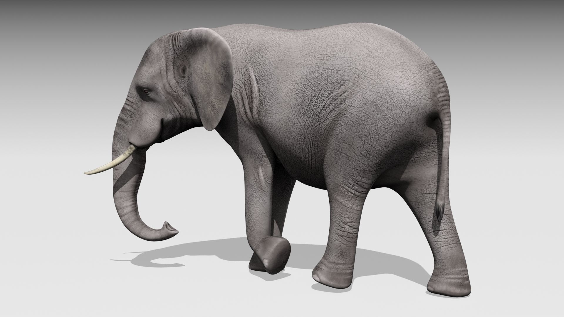 African elephant Low-poly 3D model_7