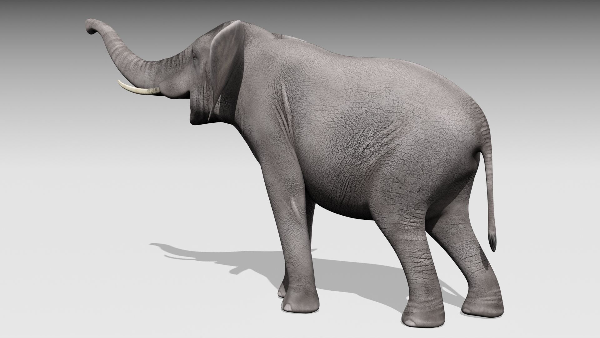 African elephant Low-poly 3D model_4
