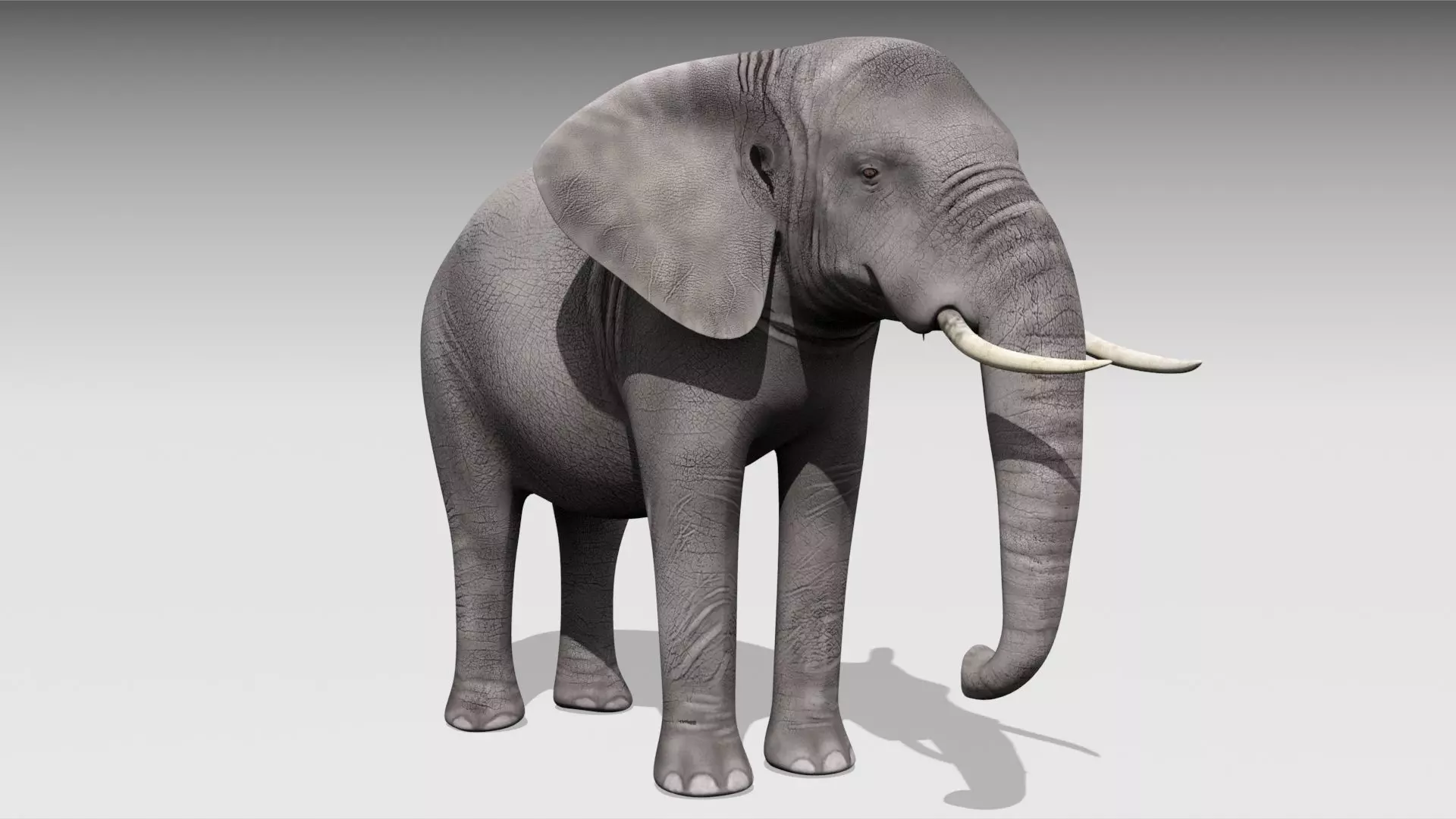 African elephant Low-poly 3D model_0