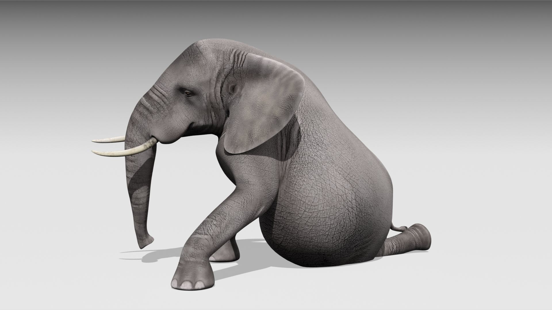 African elephant Low-poly 3D model_6