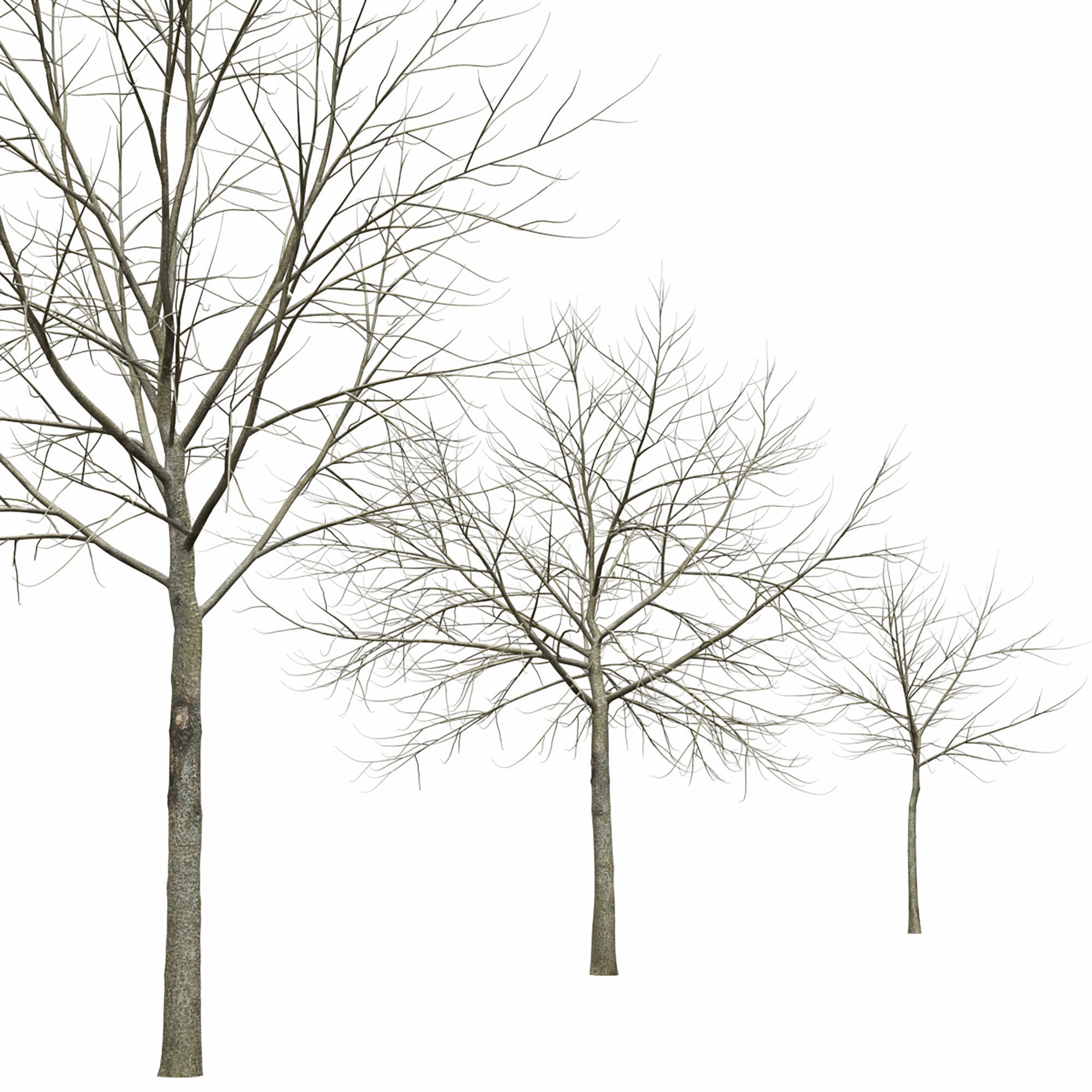 Maple-tree 14 3D model_5