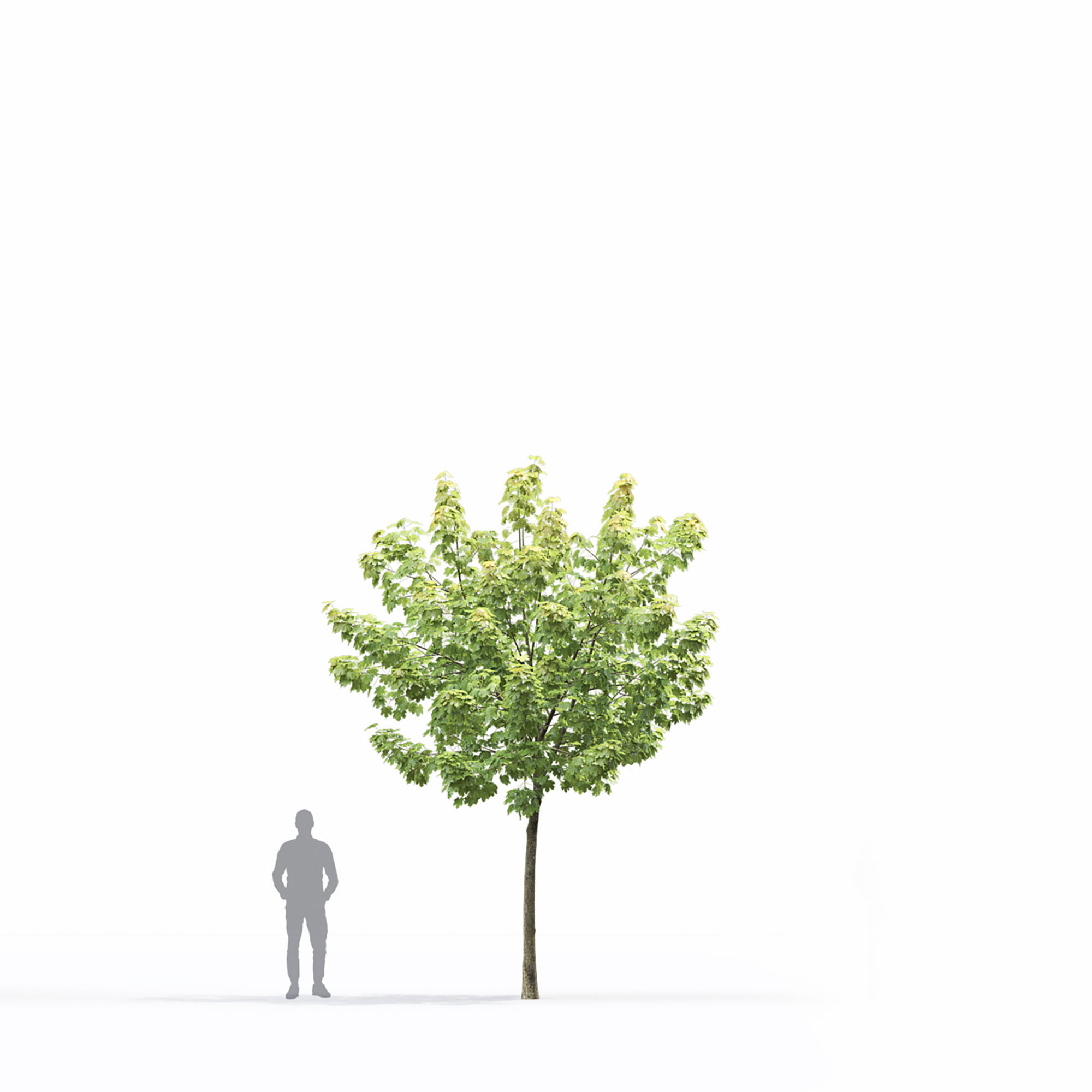 Maple-tree 14 3D model_4