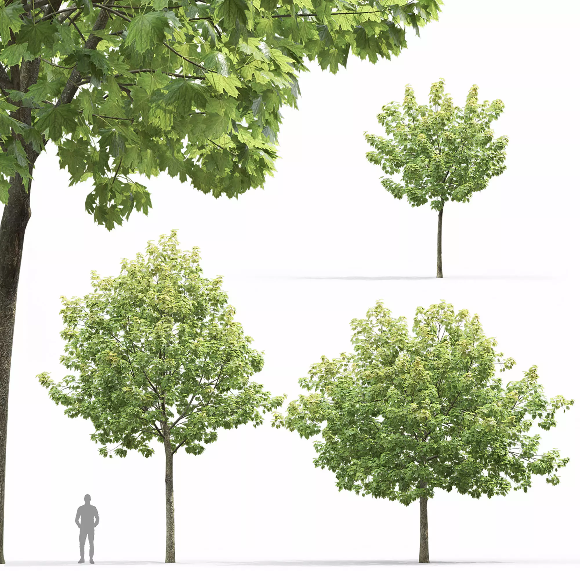 Maple-tree 14 3D model_0