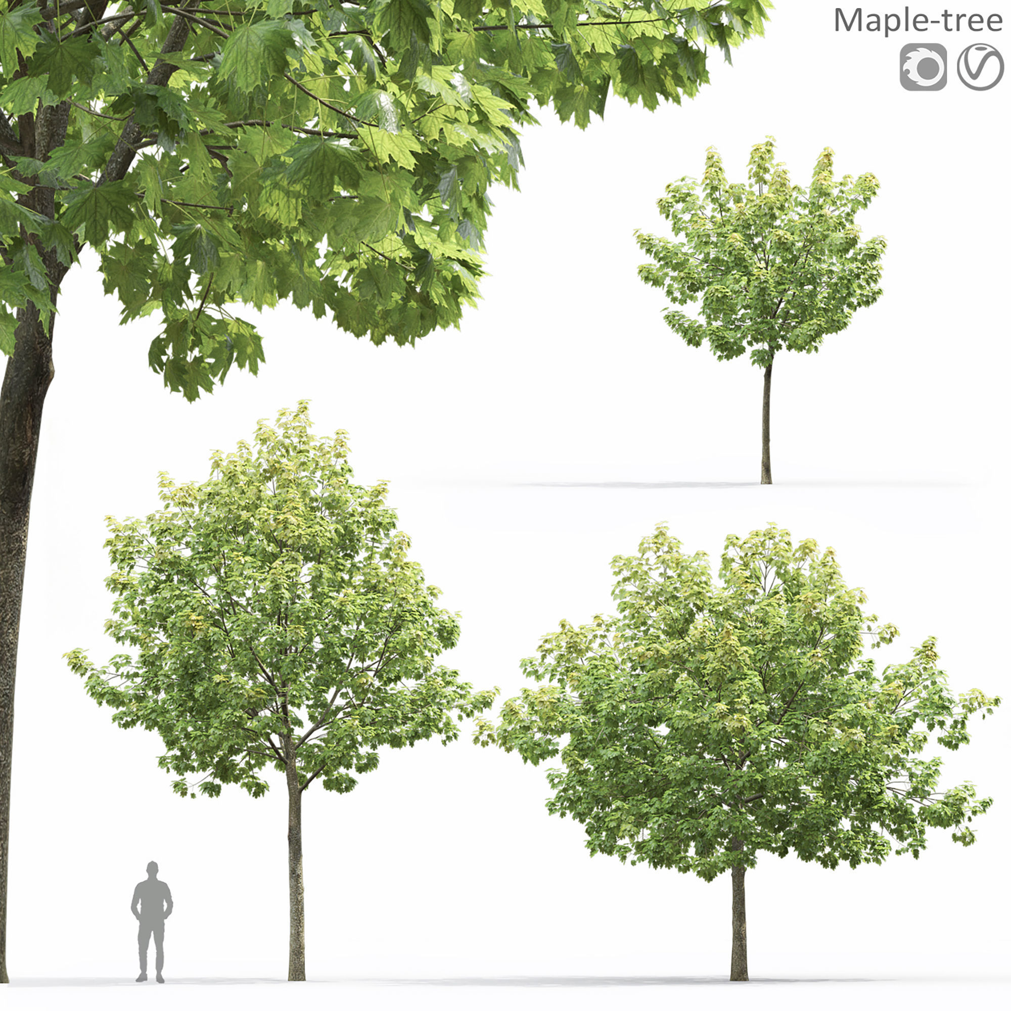 Maple-tree 14 3D model_7