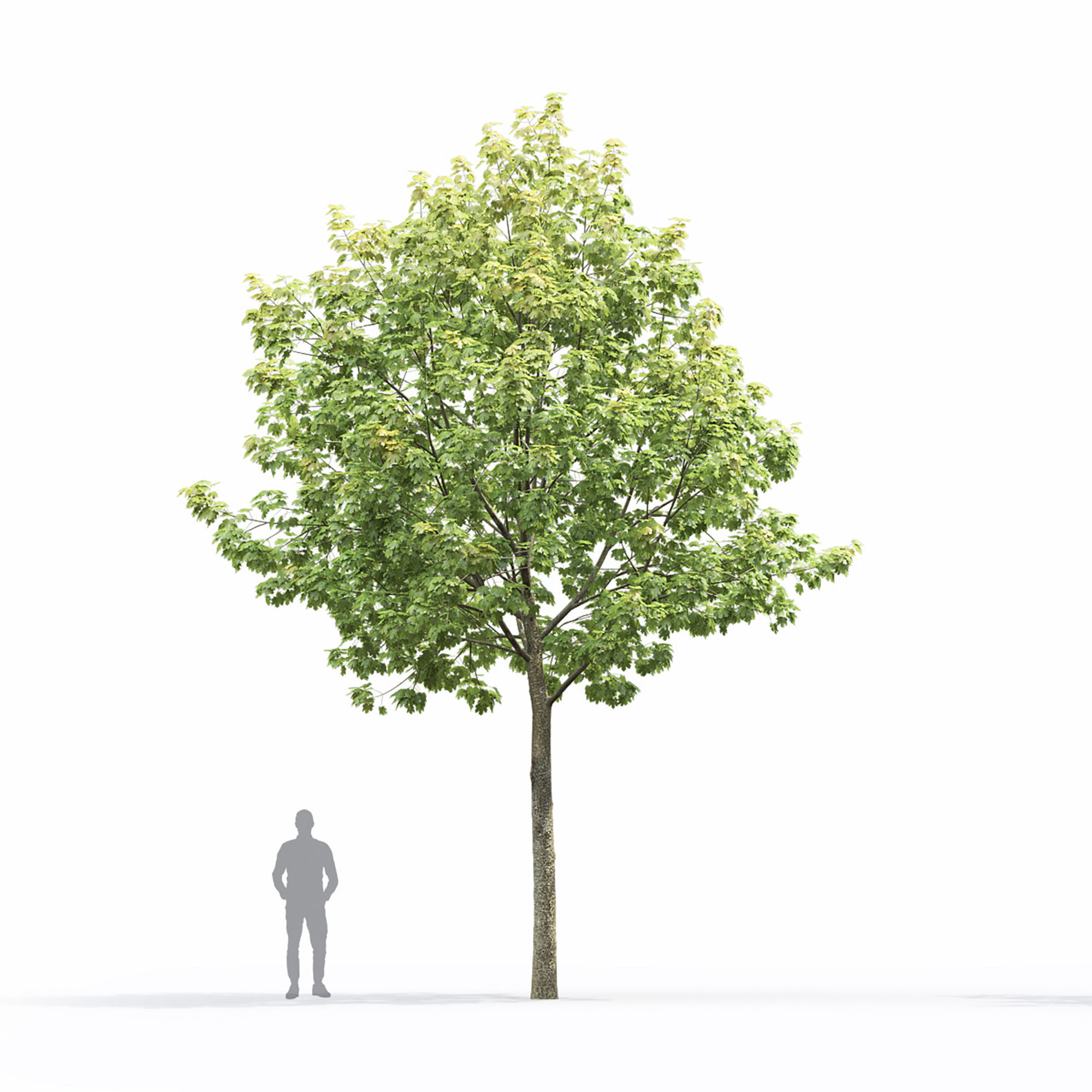 Maple-tree 14 3D model_2
