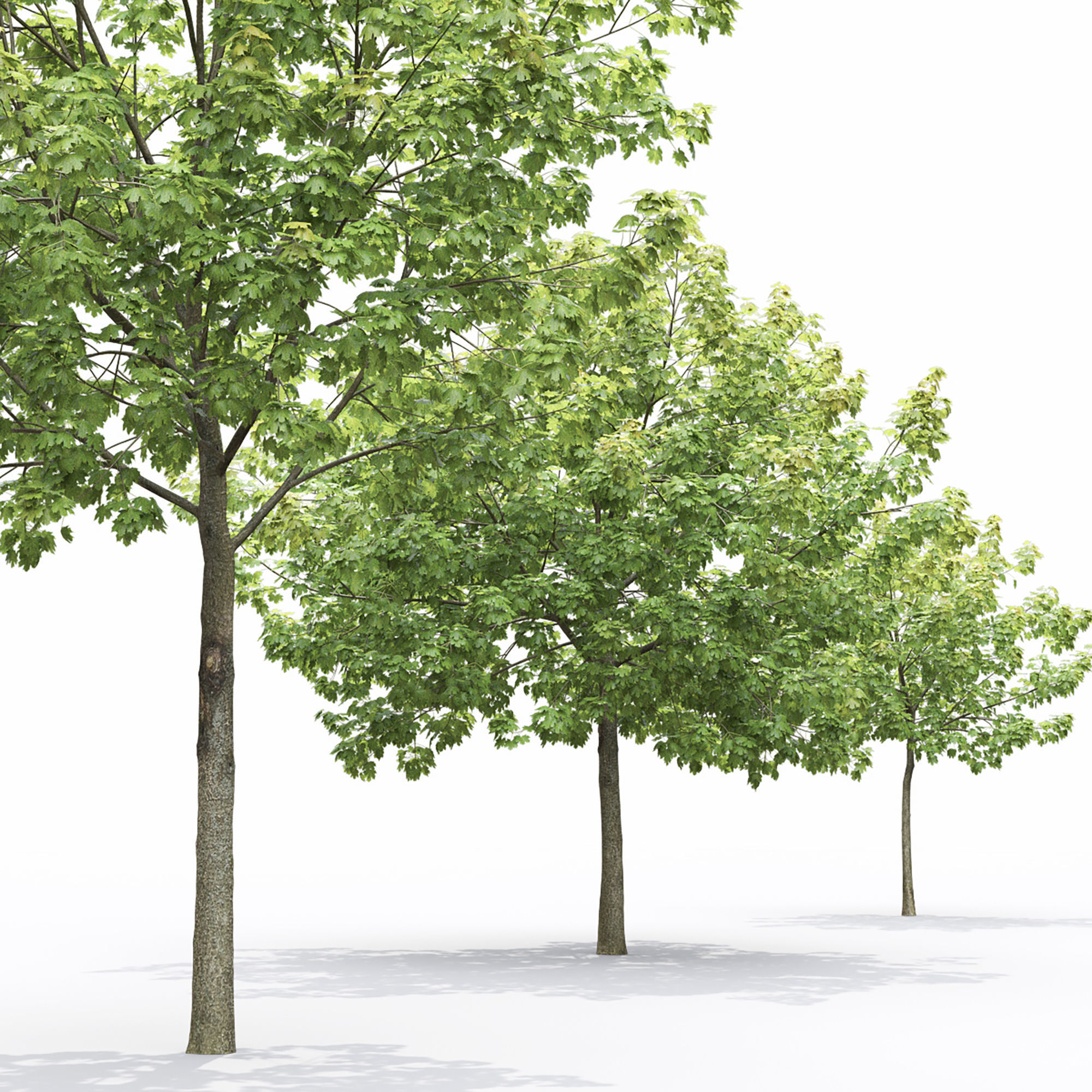 Maple-tree 14 3D model_1