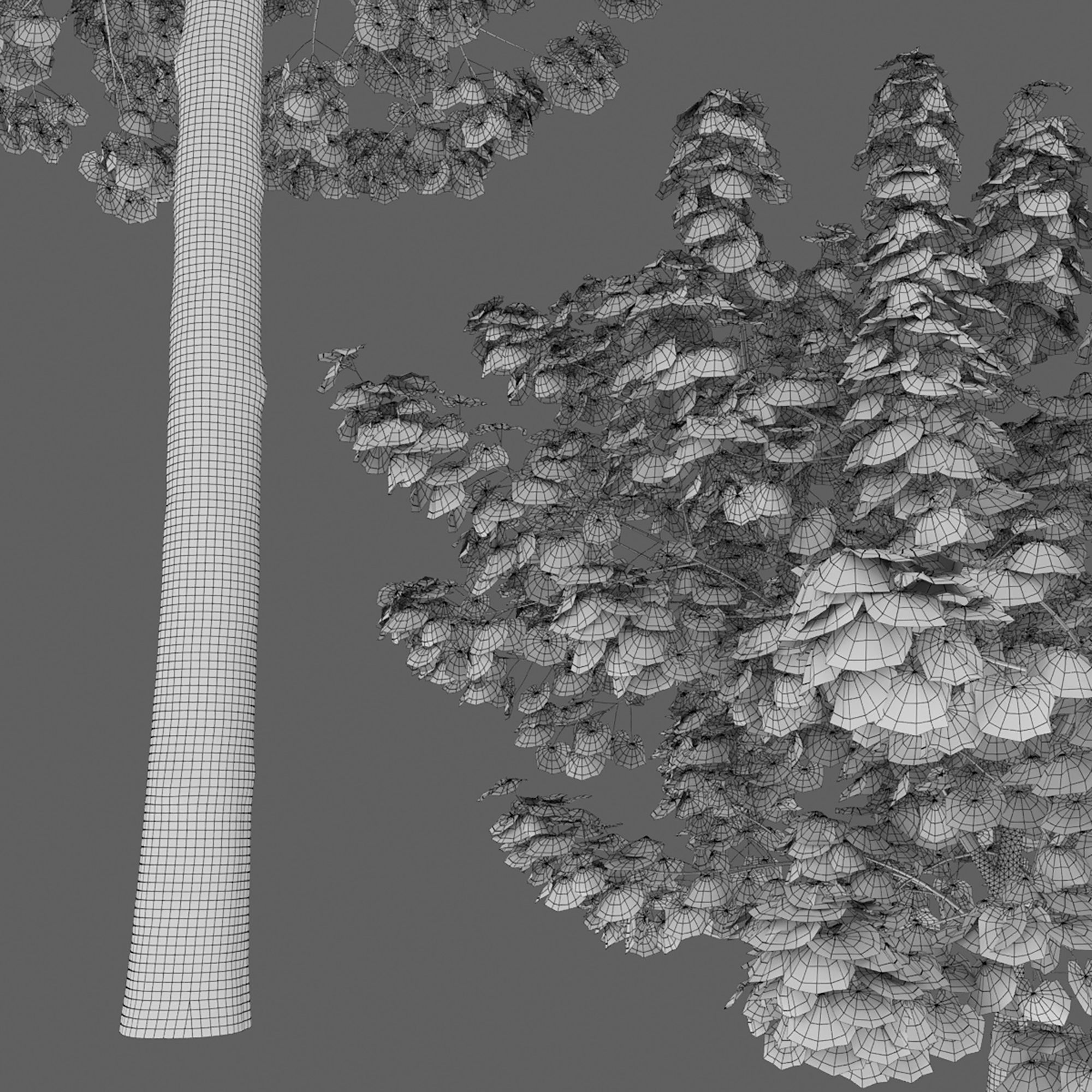 Maple-tree 14 3D model_6