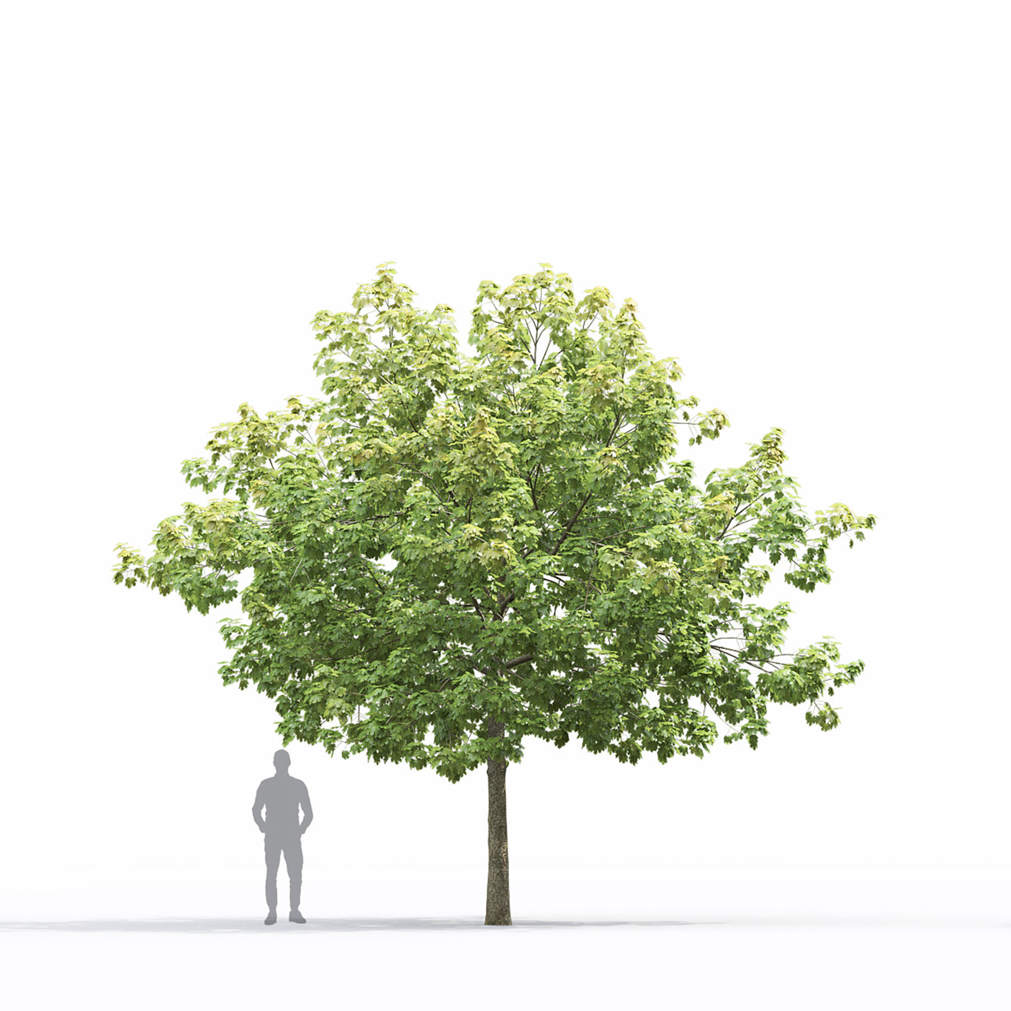 Maple-tree 14 3D model_3