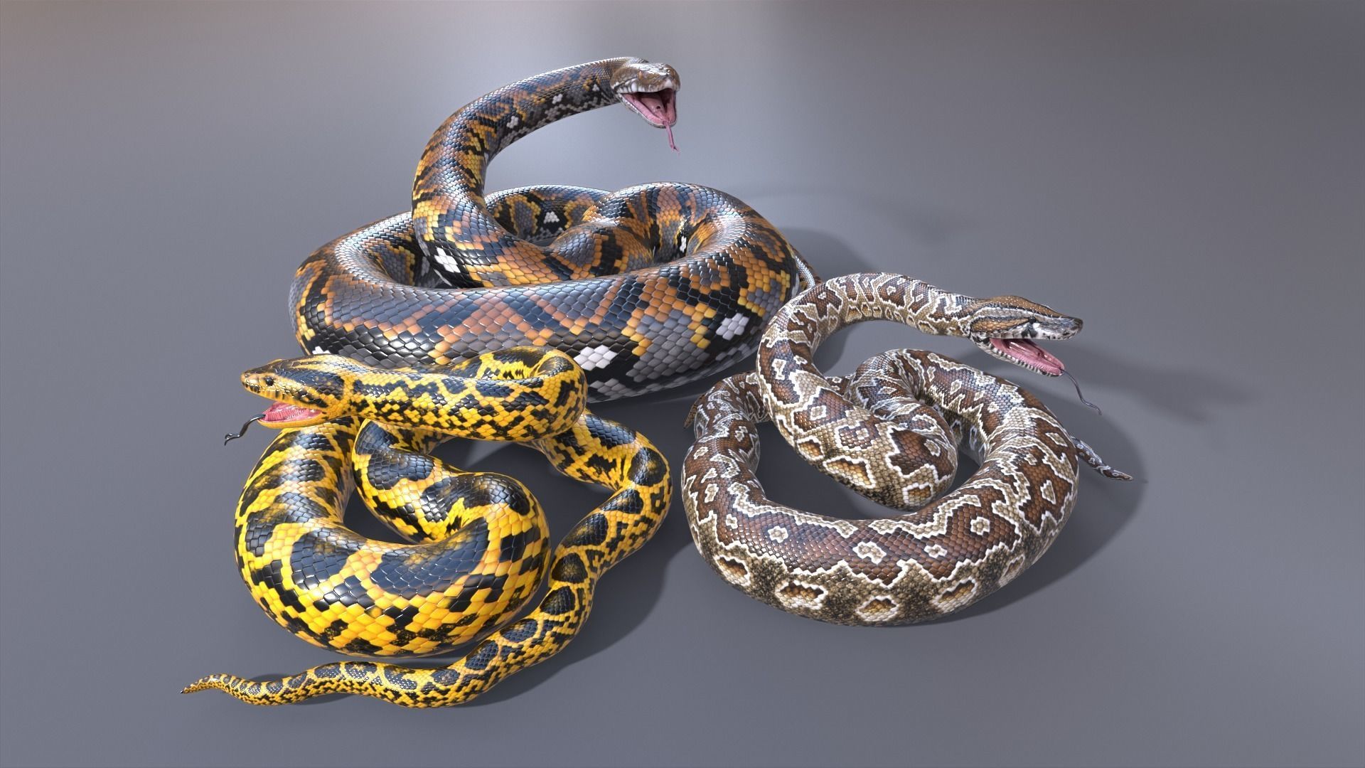 3D Model Collection Pythons Volume 3 - Rigged VR / AR / low-poly | CGTrader