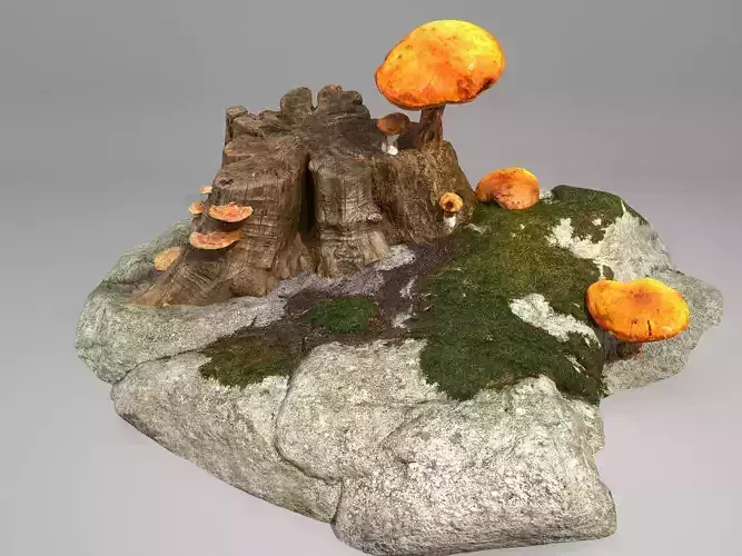 Stump moss mushroom stone