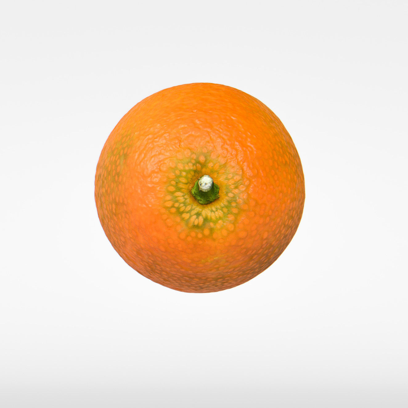 Kumquat 3D model_7