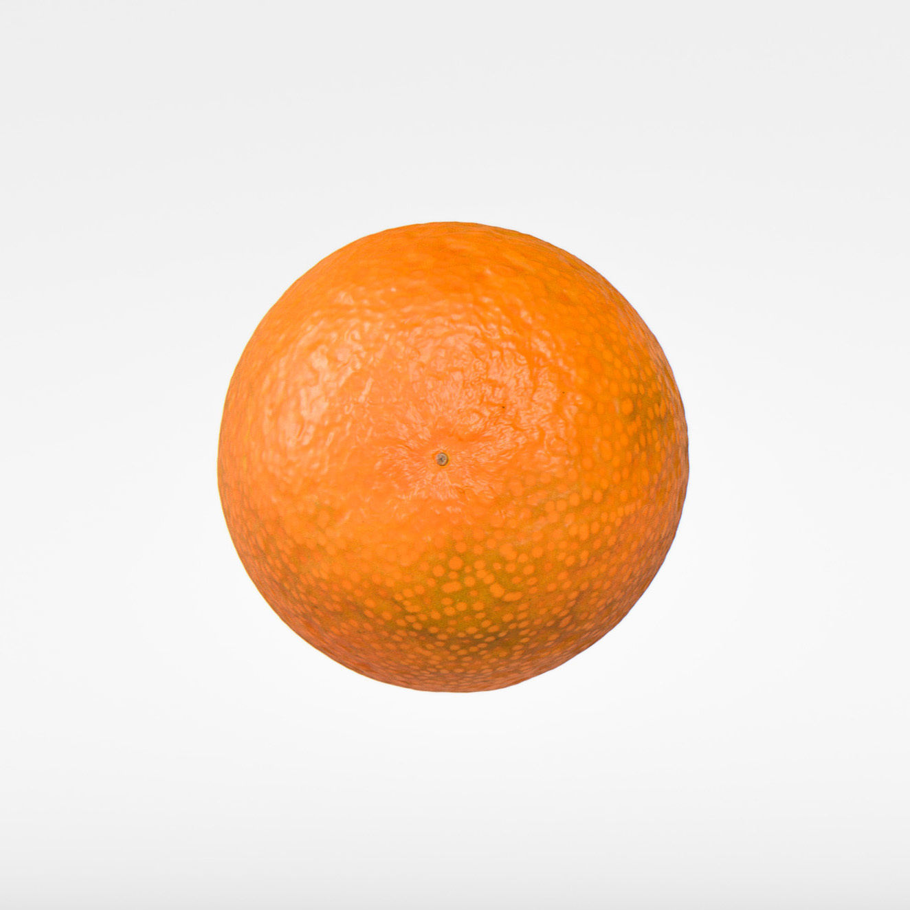 Kumquat 3D model_6