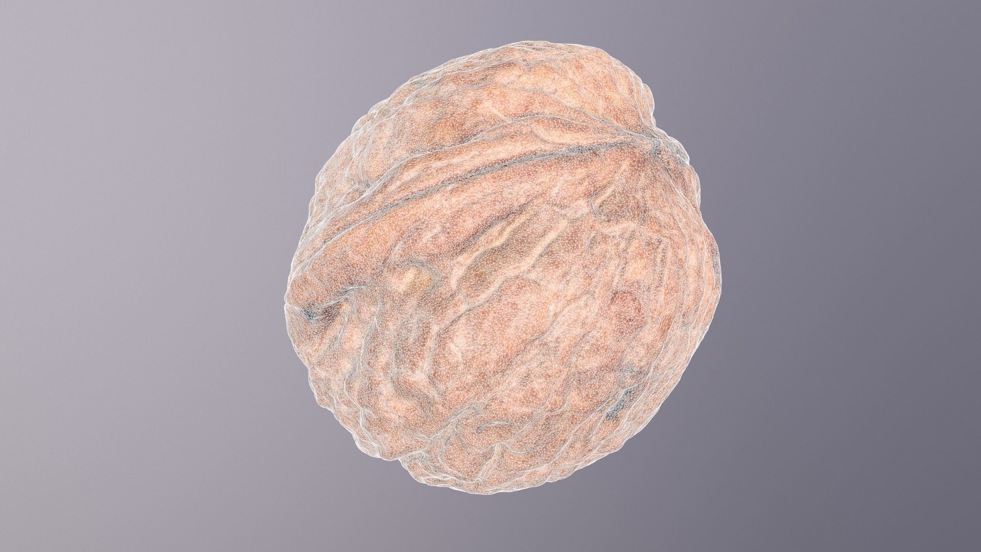 Walnut fruit 06 high-poly 3D model_22
