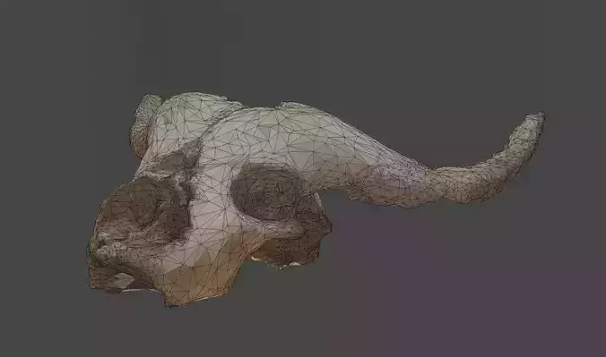 3D Photo Scanned Buffalo Skull Low-poly 3D model
