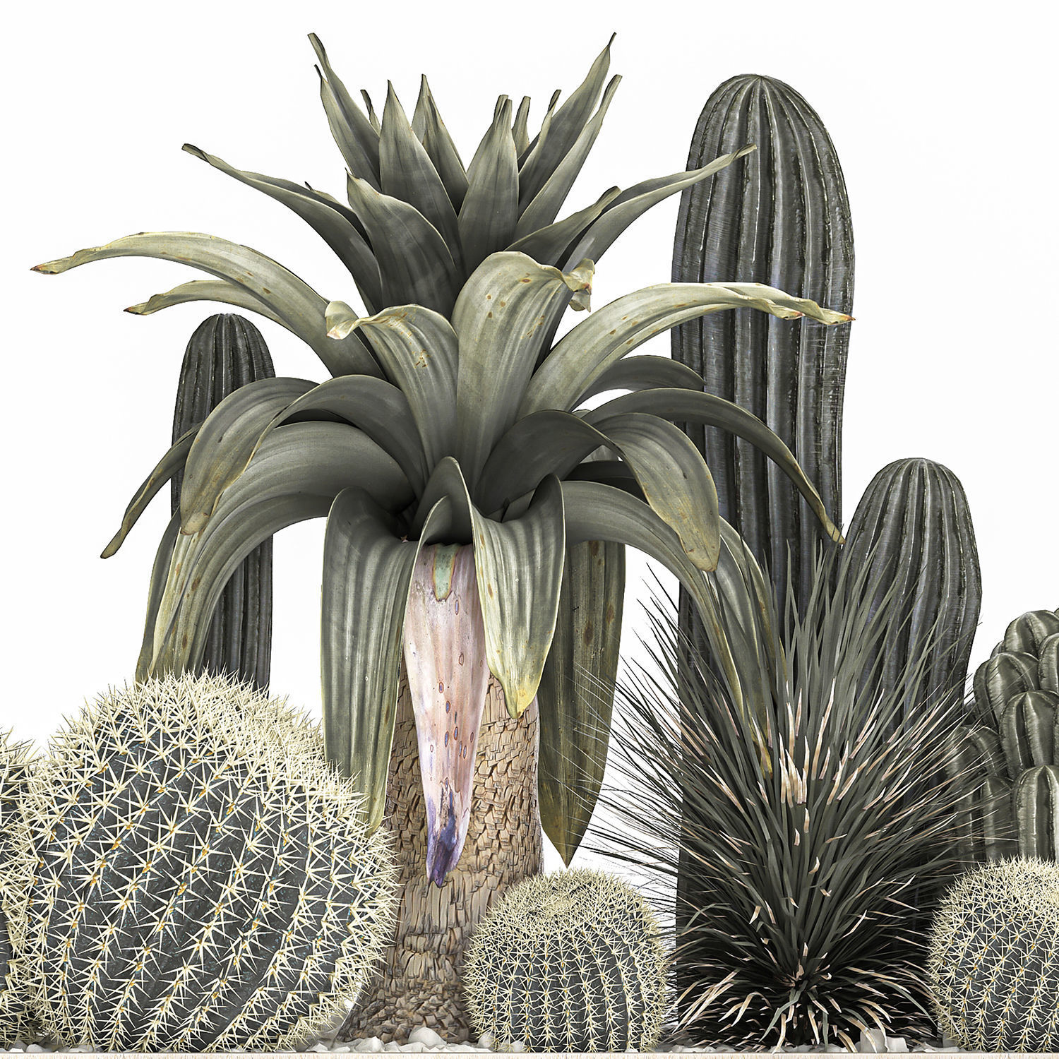 Cactus set in a concrete flowerpot for the interior 1100 3D model_6