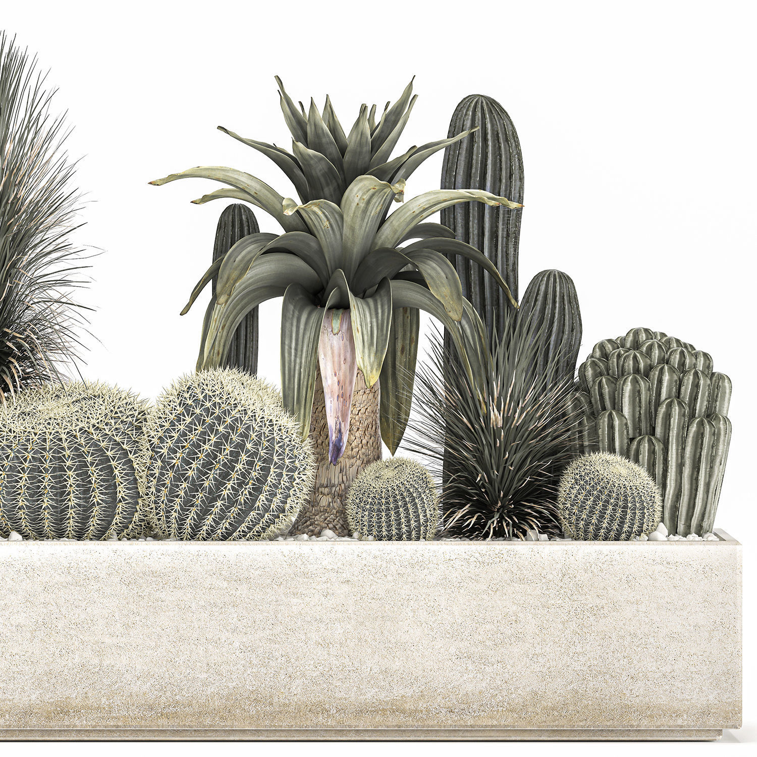Cactus set in a concrete flowerpot for the interior 1100 3D model_5