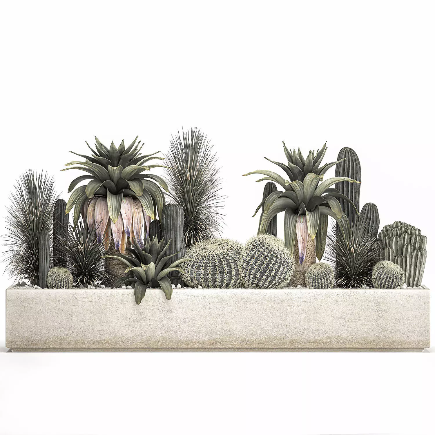 Cactus set in a concrete flowerpot for the interior 1100 3D model_0