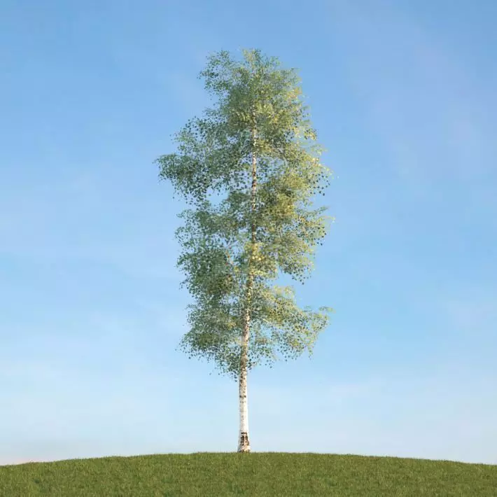 Birch Tree 3D model_0