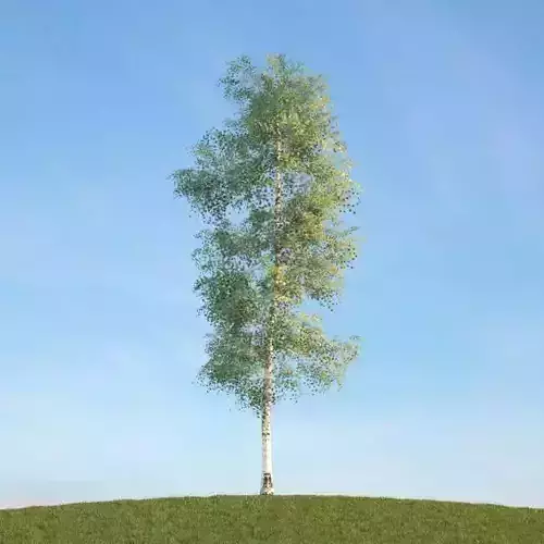 Birch Tree 3D model