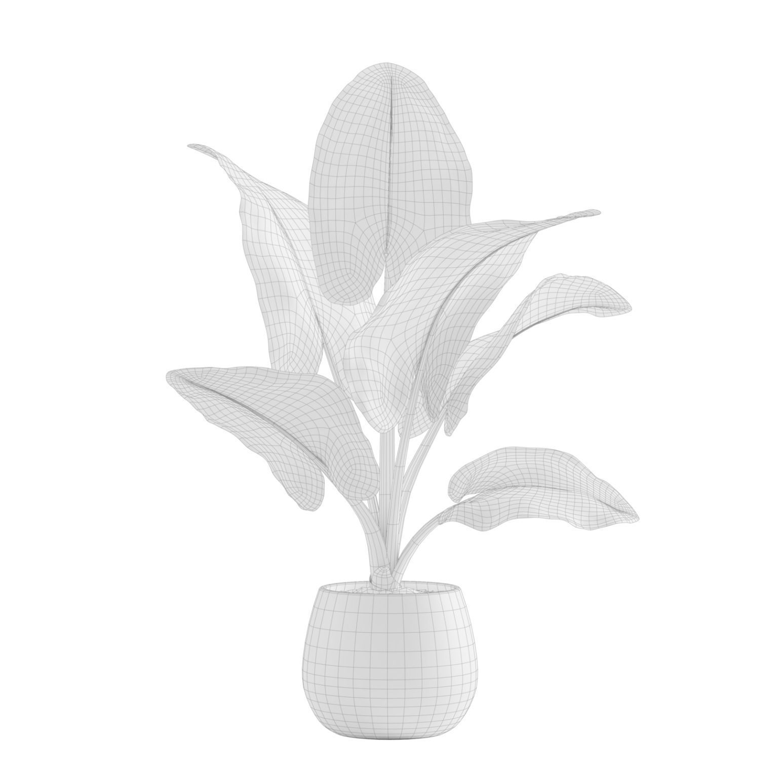 Potted Alocasia Macrorrhiza 3D model_2