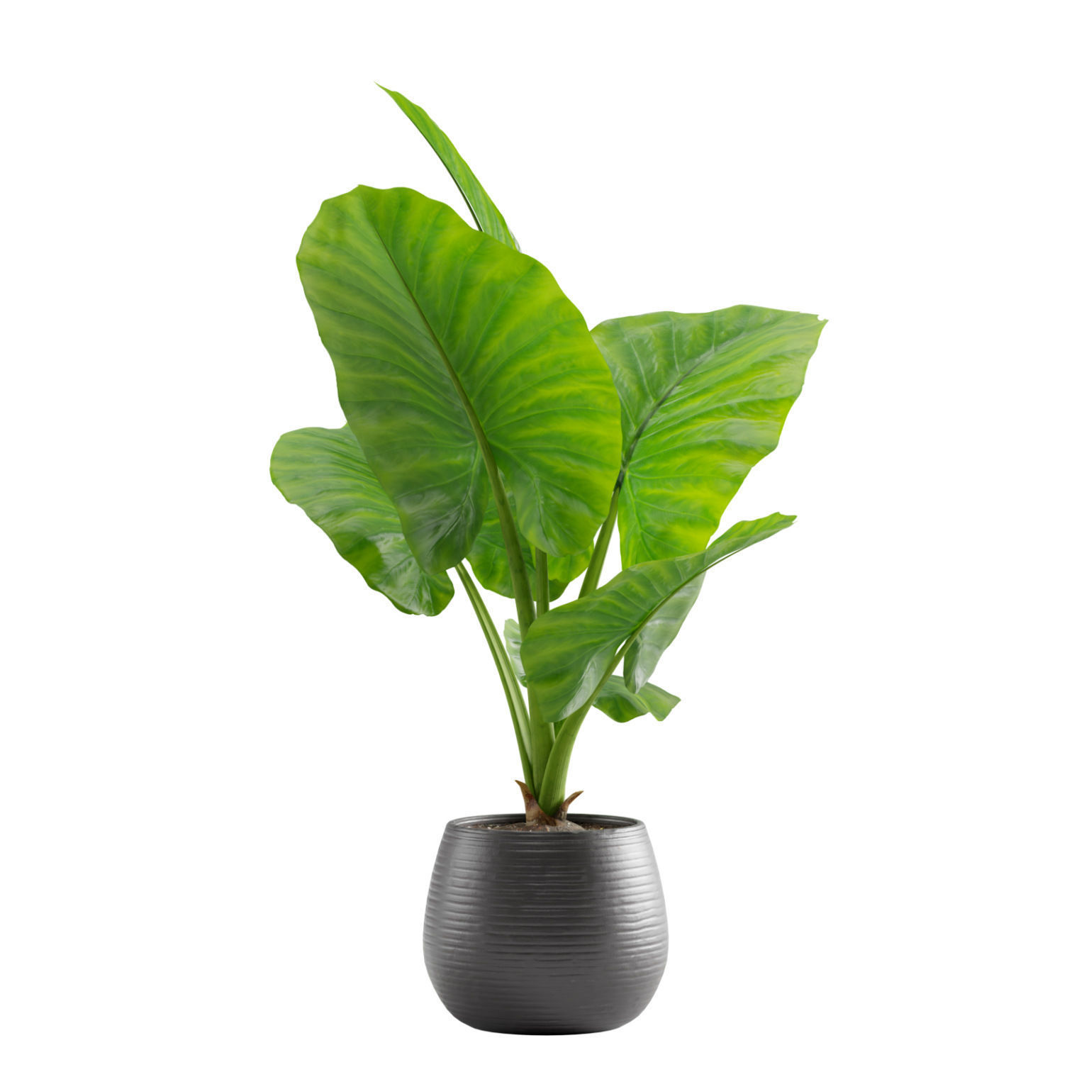 Potted Alocasia Macrorrhiza 3D model_4